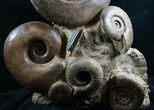 Large Lytoceras Ammonite Sculpture - Tall #7989-5